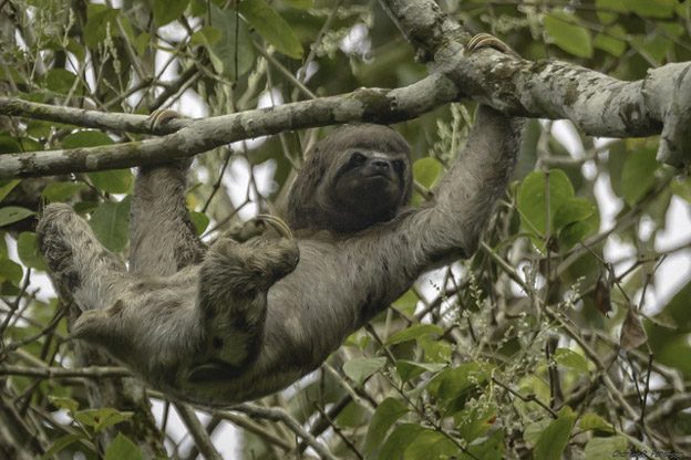 sloth peru