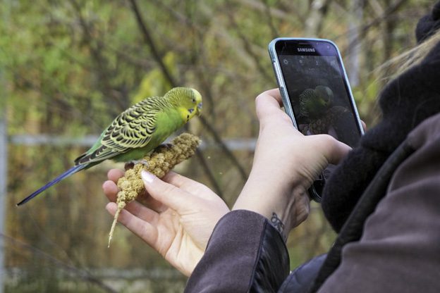 smartphone nature 