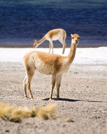 vicuna