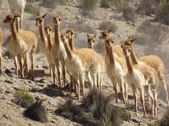 vicuna
