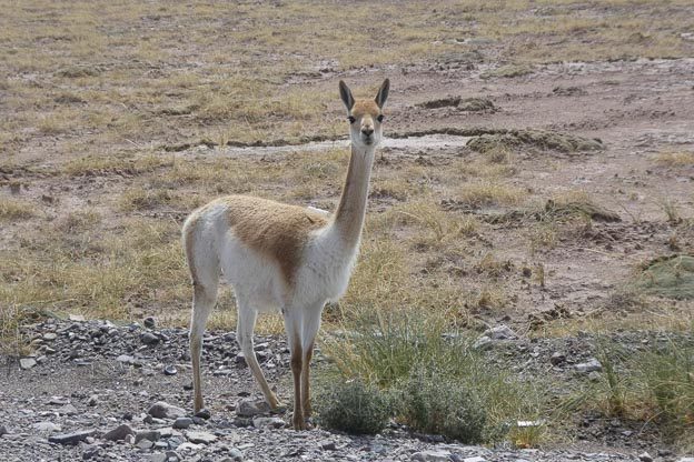 vicuna