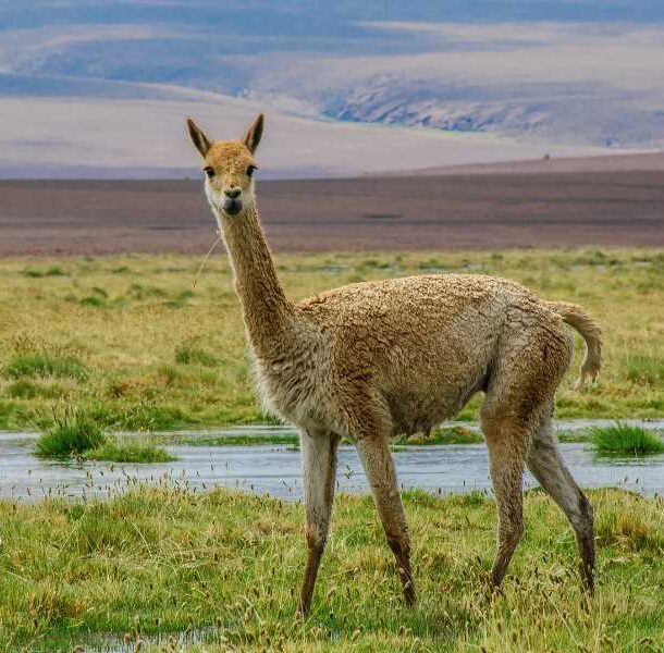 Vicuña-Photo-by-Du-Joao-Flickr