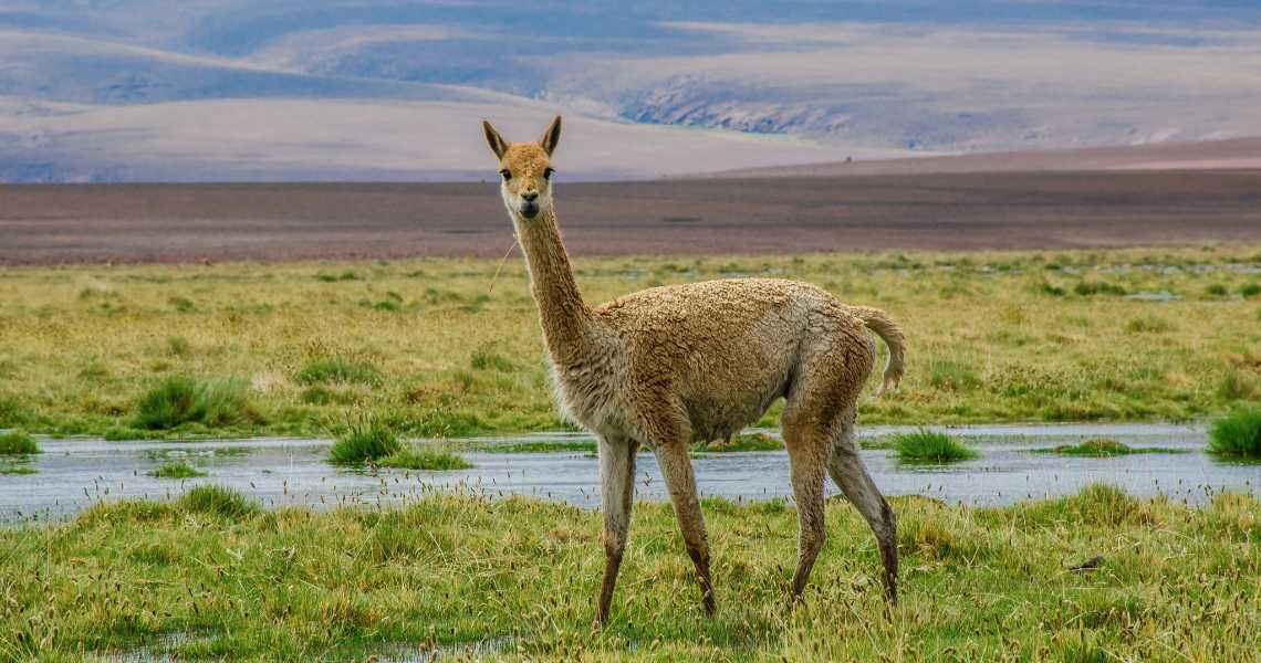 vicuna_du_joao_flickr Vicuña-Photo-by-Du-Joao-Flickr