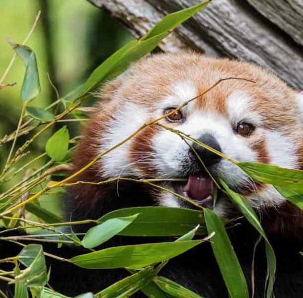 wildlife