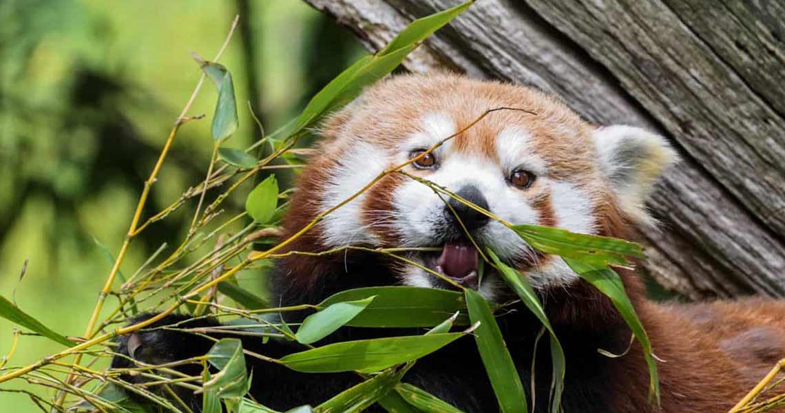 wildlife wildlife