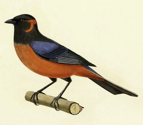 tanager