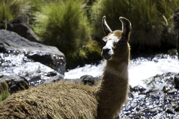 alpaca