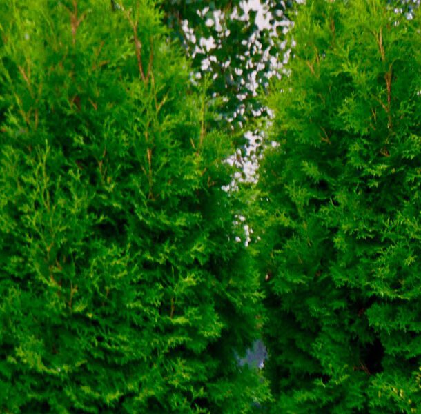 cedars