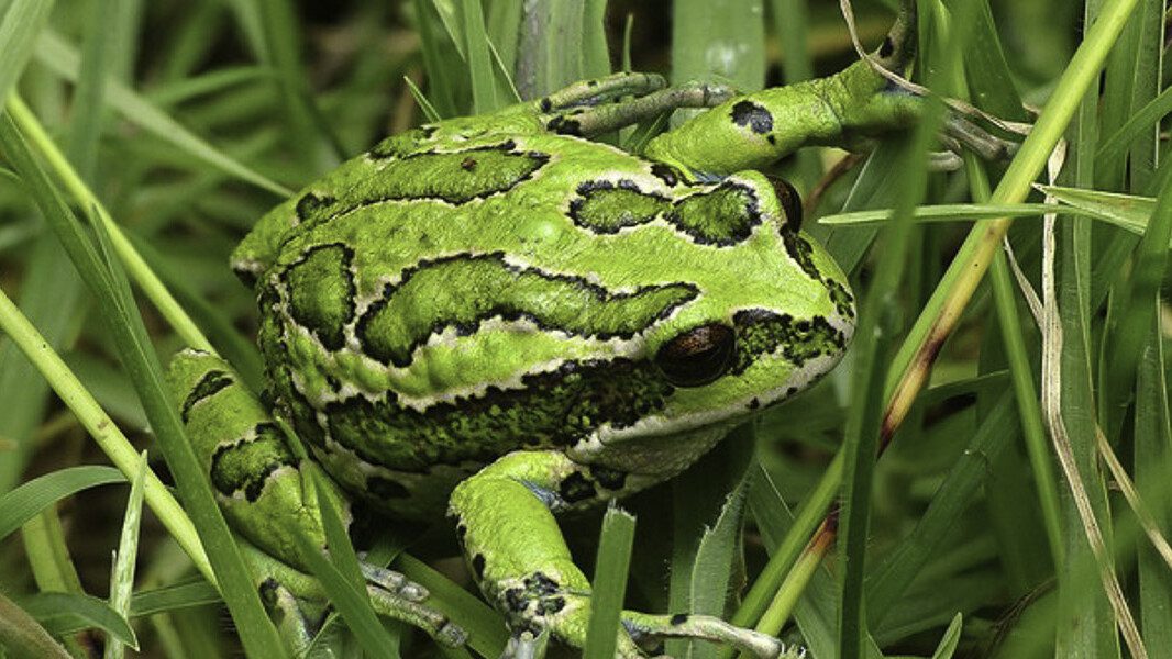 cropped-san-lucas-marsupial-frog-2-1.jpg