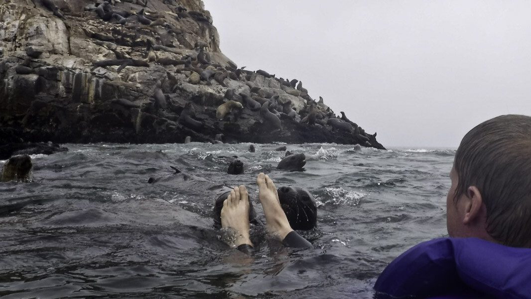 cropped-sea-lion-peru.jpg