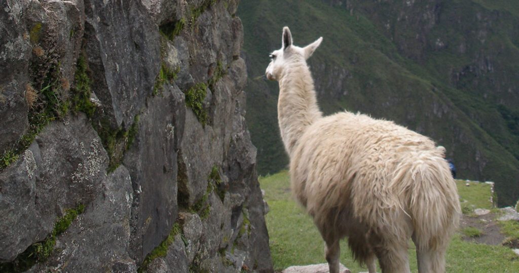 llamas