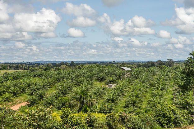 palm oil