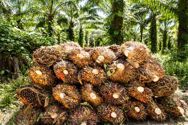 palm oil