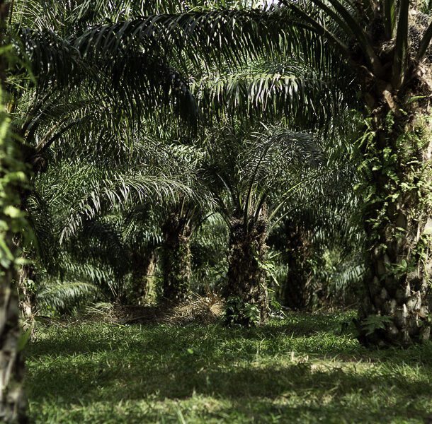 palm oil peru