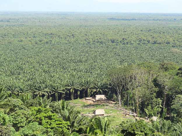 Sustainable and deforestation-free palm oil