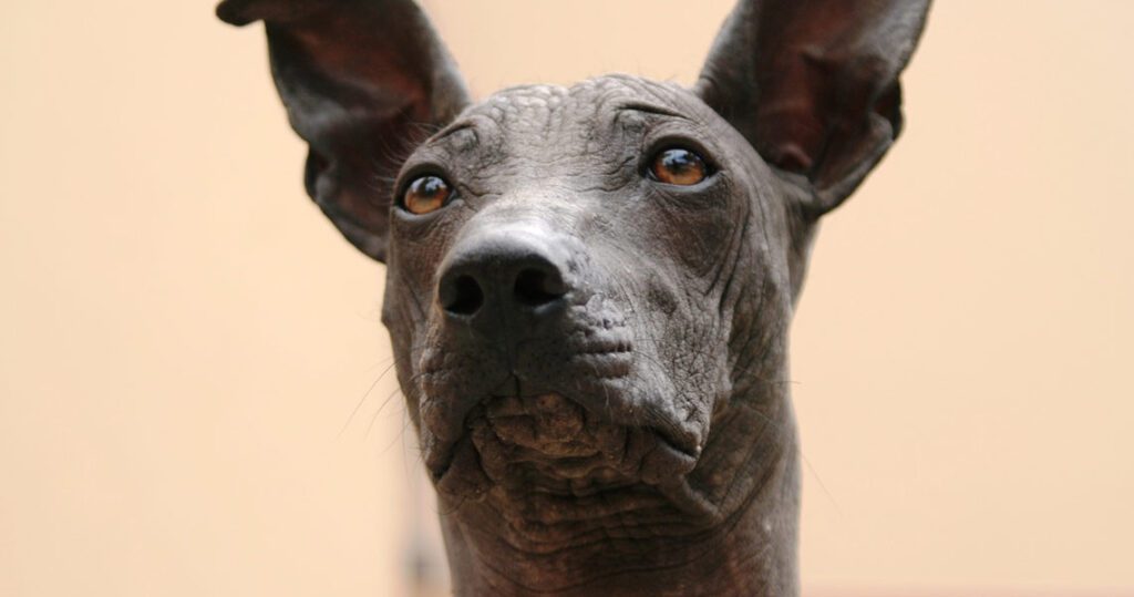 peruvian hairless dog