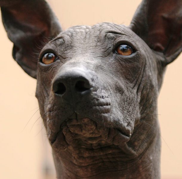 peruvian hairless dog