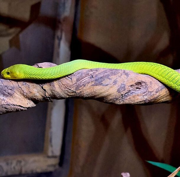 snake