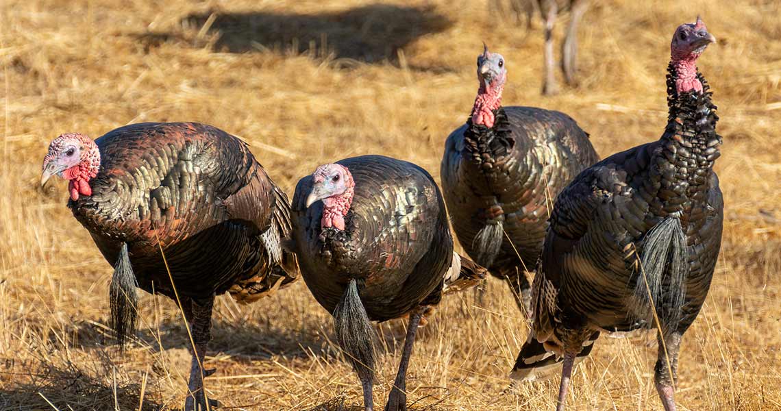 turkeys turkeys