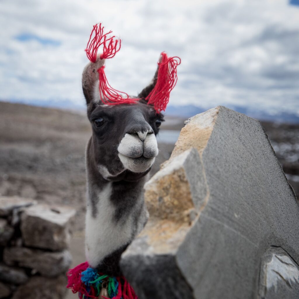 An ornamented llama in the Valey of Condors in Arequipa