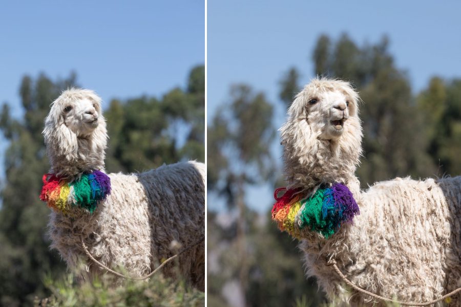 Funny llama in Cusco