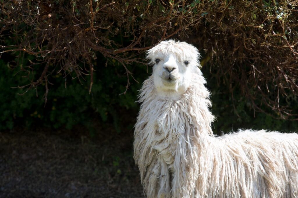 Funny llama in Sacsayhuaman