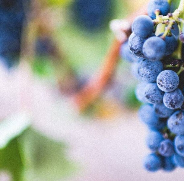 Piscopedia: Learn about grape varietals and all types of pisco