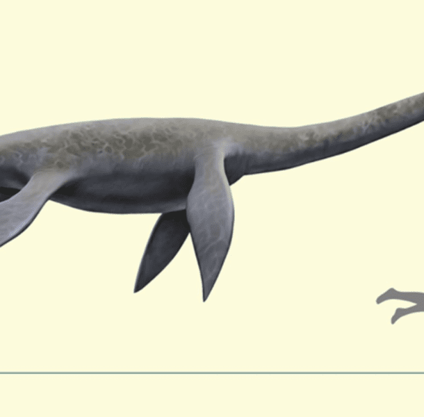 plesiosaur-paleontology