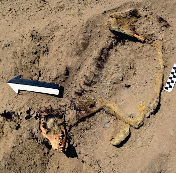 proyecto arqueologico sechin
