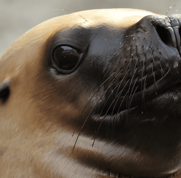 sea lion