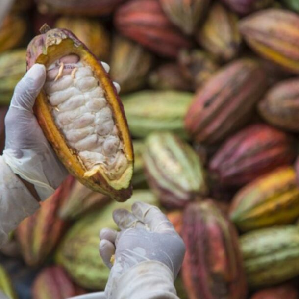 cacao