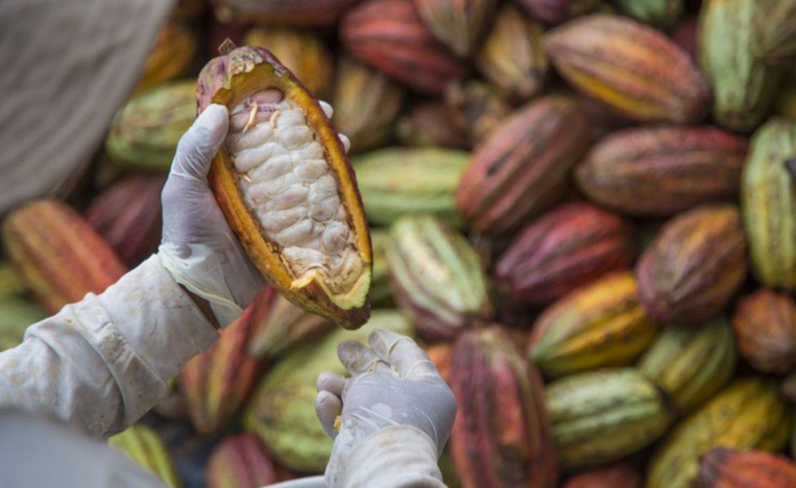 Cacao cacao