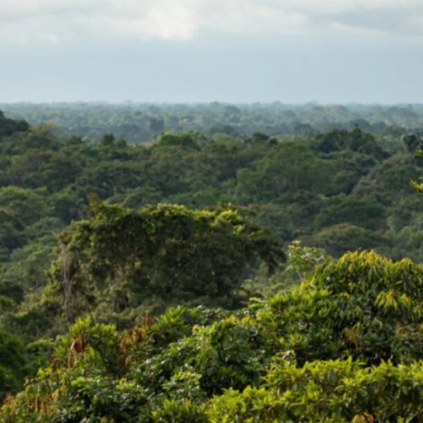 Maps Allow Indigenous Communities to Safeguard the Amazon in Peru