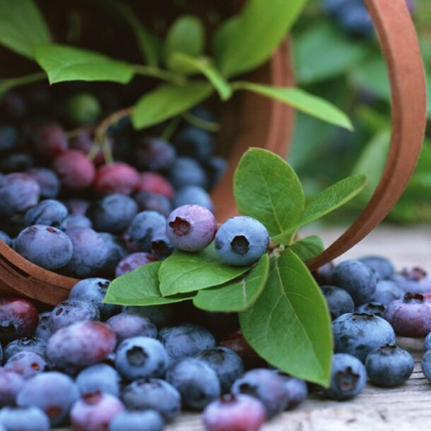 Peru blueberries export