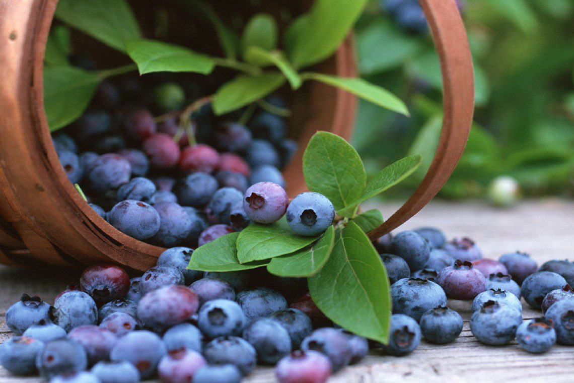Peru blueberries export