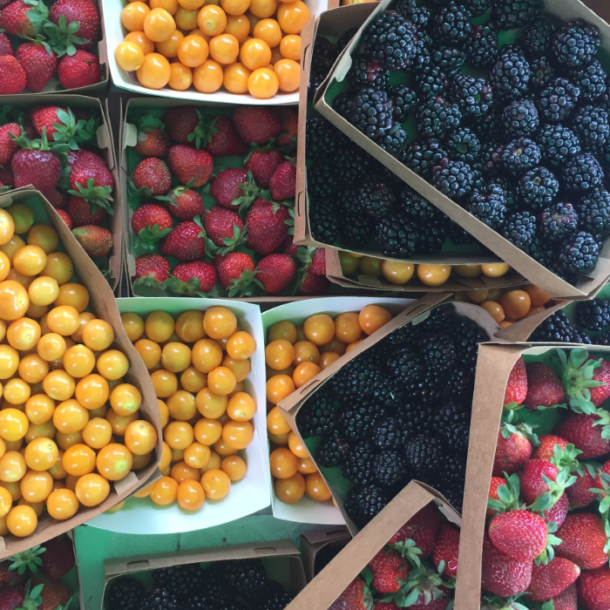 bioferia-berries