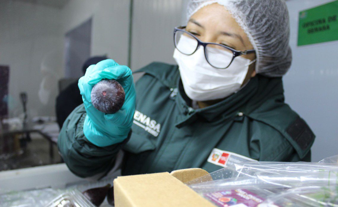 figs exports andina figs exports andina
