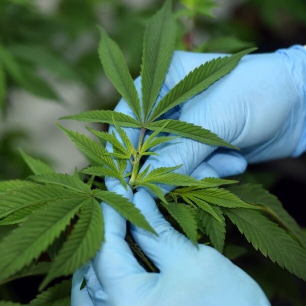 medicinal cannabis andina