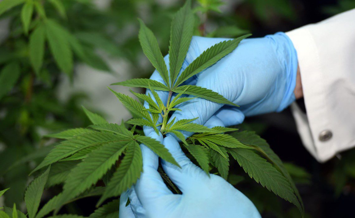 medicinal cannabis andina medicinal cannabis andina