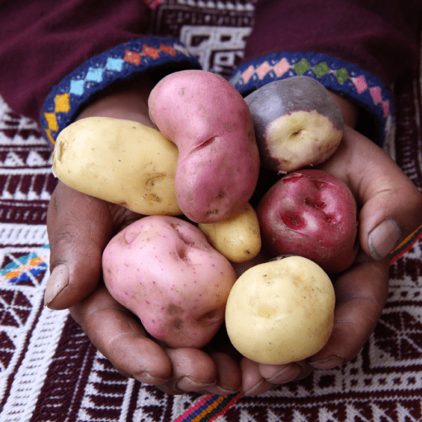 perus-potato-museum