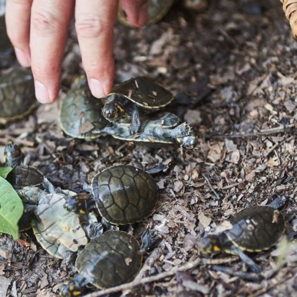telesur taricayas turtles loreto