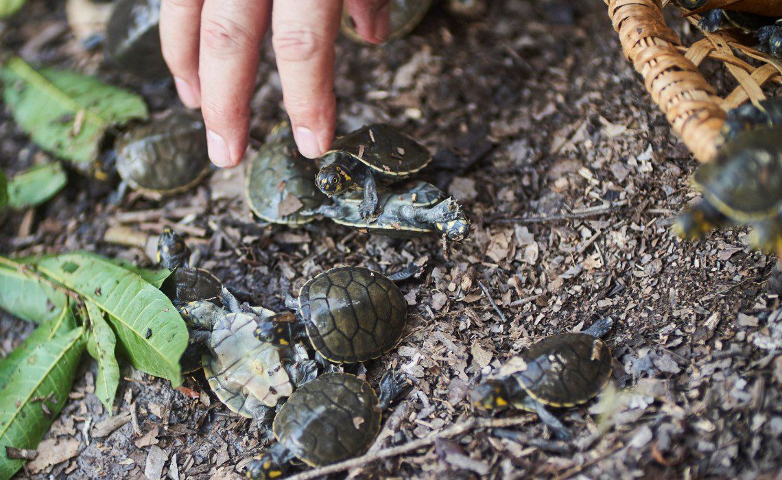 telesur taricayas turtles loreto telesur taricayas turtles loreto