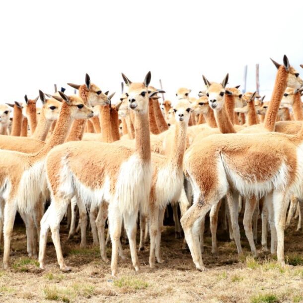 vicuna andina (1)