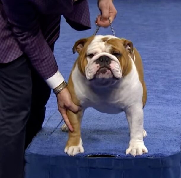 Thor bulldog best in show cbs news