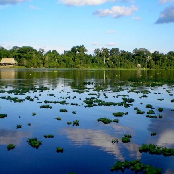 amazon wetlands andina