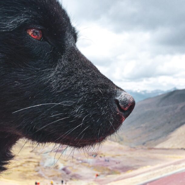 dog vinicunca rainbow mountain
