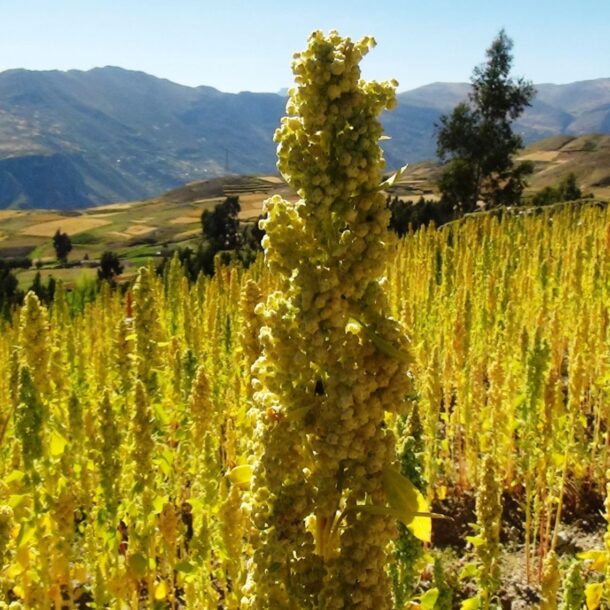 quinoa