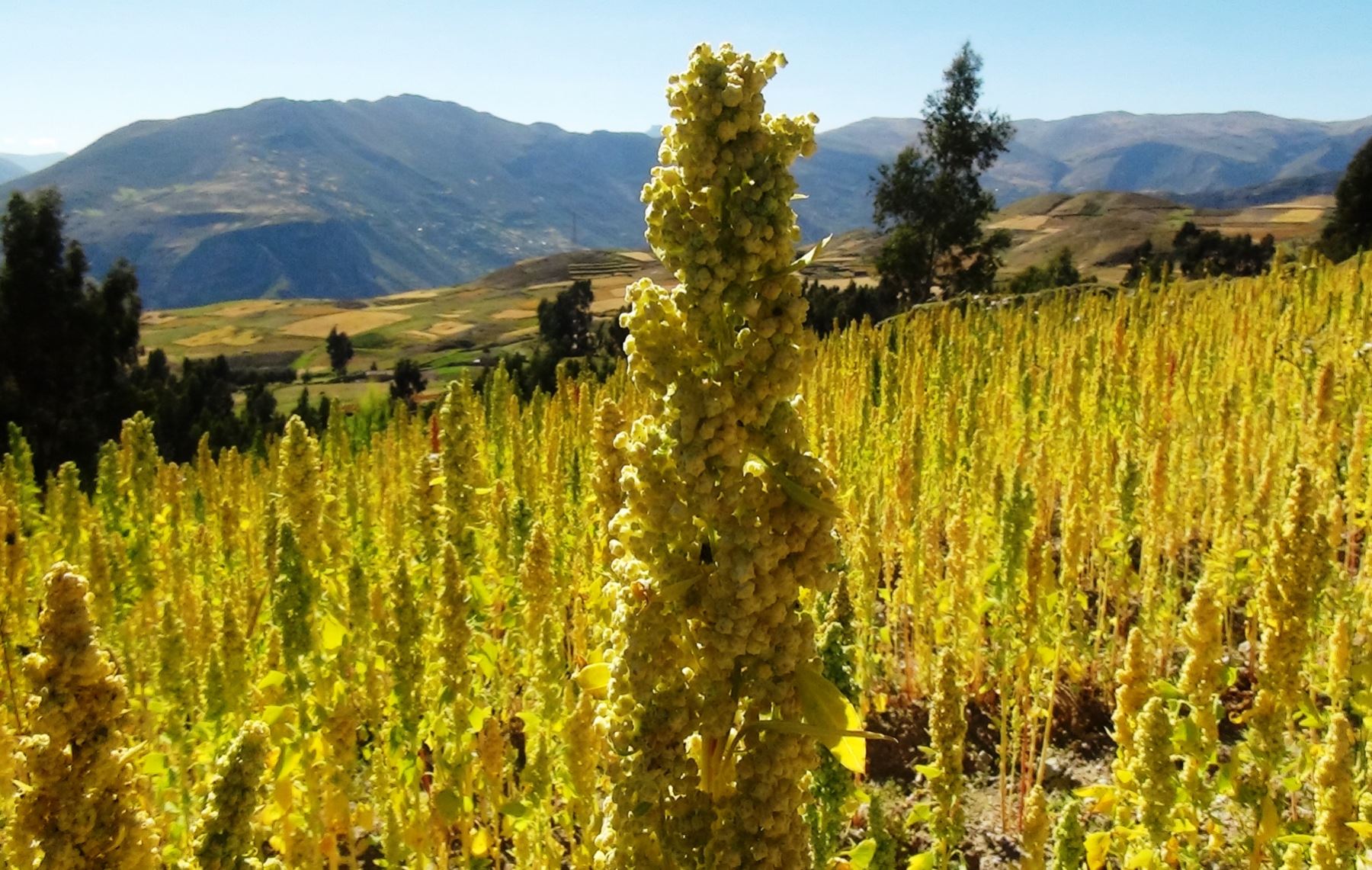 quinoa quinoa