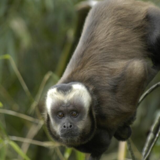 Large-headed_capuchin_Sapajus_macrocephalus