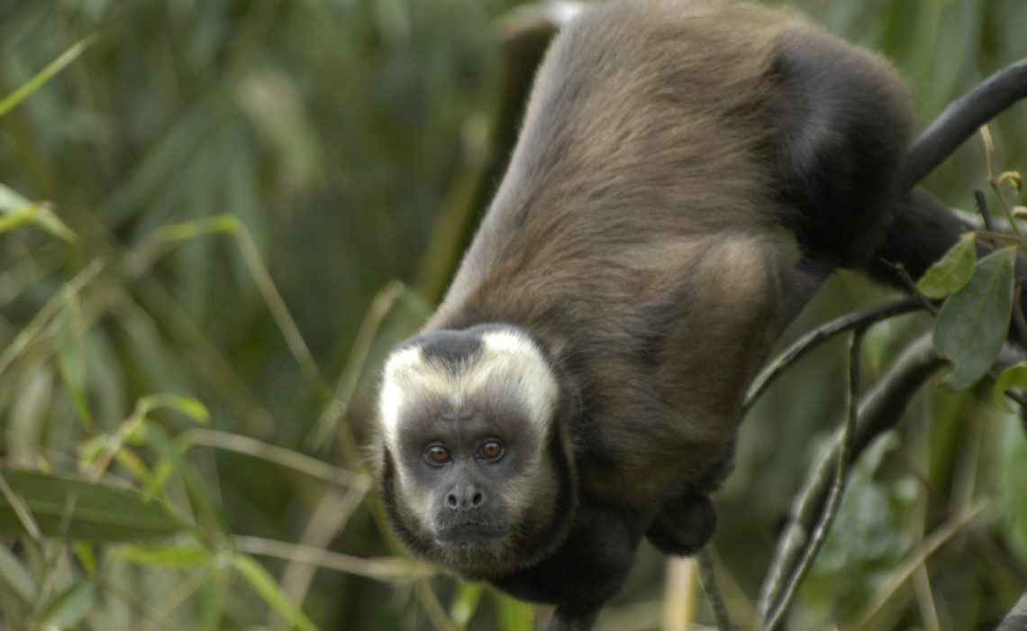 Large-headed_capuchin_Sapajus_macrocephalus Large-headed_capuchin_Sapajus_macrocephalus